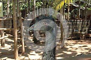Single Ostrich Head Close Up