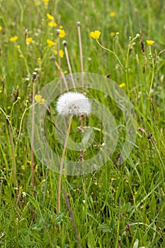 Single overblown dandelion on a spring meadow with march marigold flowers and others herbs