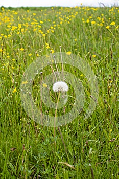 Single overblown dandelion on a spring meadow with march marigold flowers and others herbs