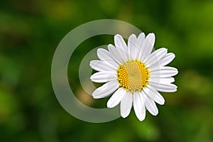 Single Oxeye daisy flower in yellow and white color with blurred