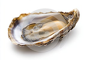 Single Oyster Shell Close Up on White Background