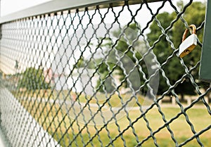 Single padlock attached to a metal fence