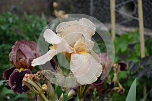 Single pale orange flower of bearded iris