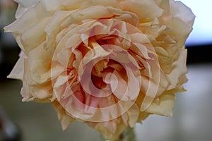 Single pale peach rose