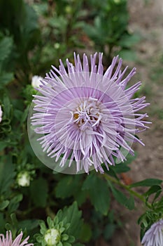 Single pale violet flowerhead of china aster