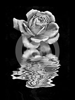 Single pale white rose on a black background reflected in a rippling water effect