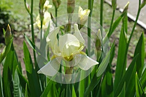 Single pale yellow flower of iris in May