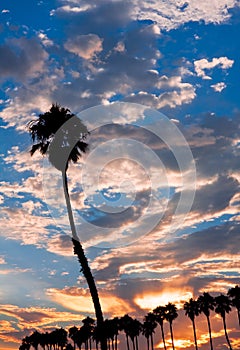 Single Palm at Sunset