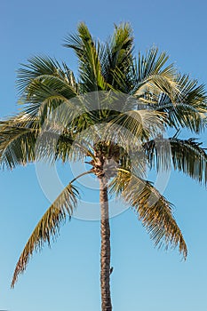 Single Palm Tree