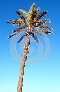 A single palm tree against a blue sky