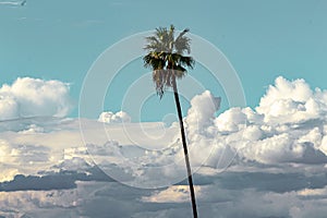 Single palm tree against blue sky and fluffy cumulus, nimbus, storm clouds