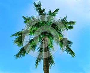 A single palm tree against a blue sky