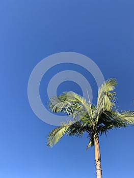 single palm tree against a blue sky
