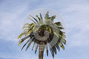 Single palm tree against the sky