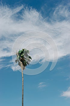 Single Palm Tree Against Sky