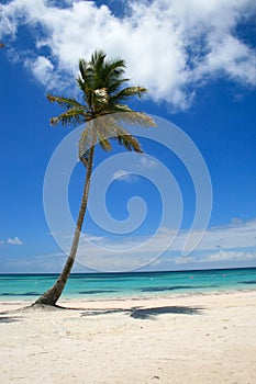 Single Palm tree on beach in Cap Cana, Dominican Republic photo