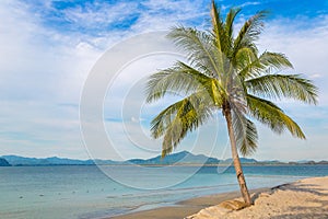 Single palm tree on beach