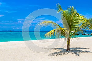 Single palm tree on beach