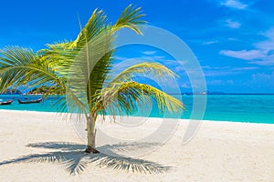 Single palm tree on beach