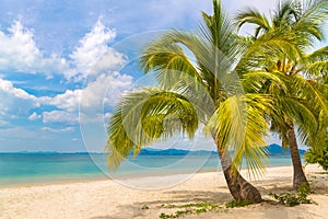 Single palm tree on beach