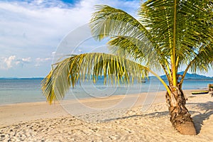 Single palm tree on beach