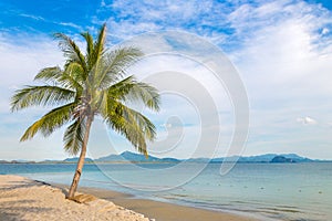 Single palm tree on beach