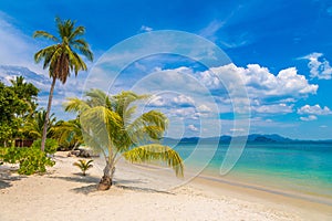 Single palm tree on beach