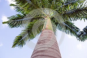 Single palm tree