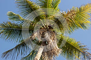 Single palm tree on a blue sky background as viewed from above