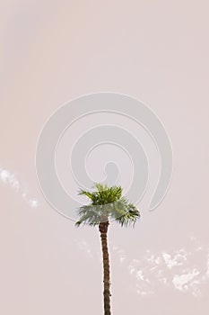 Single Palm Tree