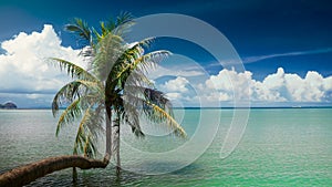Single palm tree hanging over lagoon