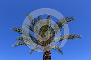 Single palm tree isolated