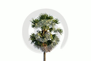 Single palm tree isolated on white background.