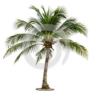 Palm Tree isolated on white background photo