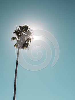 Single palm tree in the light blue neon sky