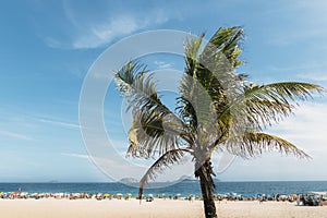 L'unico Palma un albero fuori da concentrarsi Spiaggia brasile 