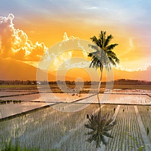 Single palm tree in a paddy field