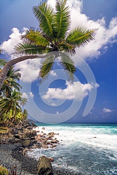 Single Palm Tree and Sea photo