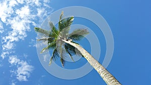 Single palm tree against blue sky and clouds