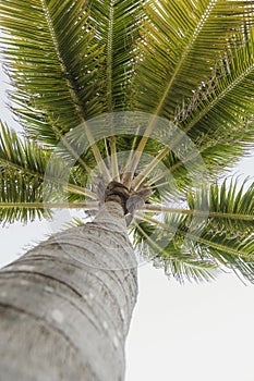 A single palm tree at sunset