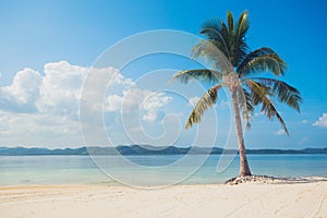 Single palm tree on tropical beach