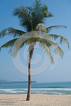 Single palm tree on a tropical beach