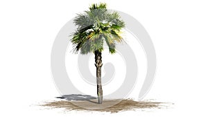 Single Palmetto palm tree