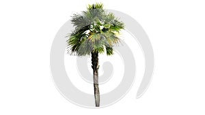 Single Palmetto palm tree