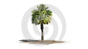 Single Palmetto palm tree