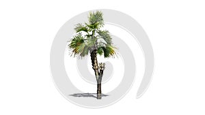 Single Palmetto palm tree