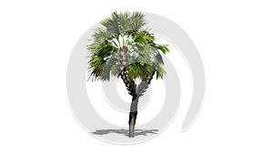 Single Palmetto palm tree