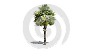 Single Palmetto palm tree