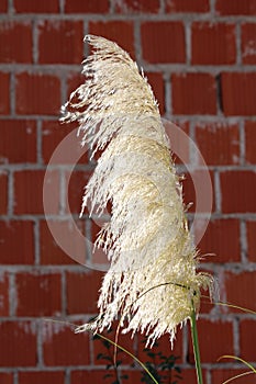 Single Pampas grass or Cortaderia selloana flowering plant cluster of flowers in a dense white panicle on red brick wall back
