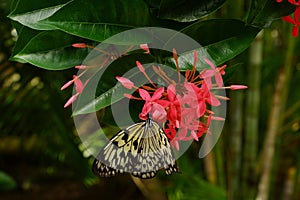 Single Paper Kite Idea leuconoe butterfly up close sitting on a pink flower with green leaf background.